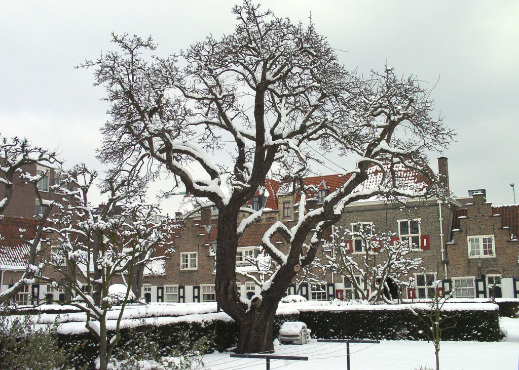 hofje den haag